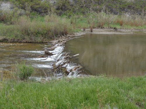 GDMBR: An old beaver dam on Sheep Creek.